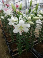 [4612 VZ H08 2813-03 Vestaro No01.JPG]